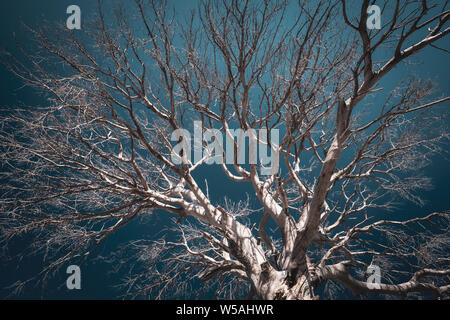Il vecchio albero secco al drammatico cielo blu scuro dello sfondo. Filtro di colore applicato Foto Stock