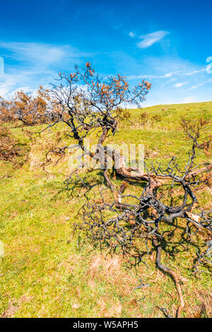 Prove di incendi con scorched alberi al Parco Nazionale di Dartmoor nel Devon, Inghilterra, Regno Unito. Foto Stock