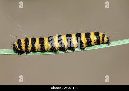 Il cinabro Moth caterpillar Tyria jacobaeae Foto Stock