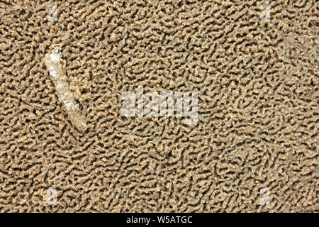 Modelli di sabbia e una sabbia Lone Mason vite senza fine tubo conchilega Lanice Foto Stock