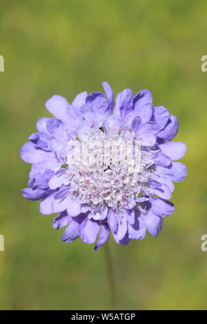 Campo Knautia Scabious arvense Foto Stock