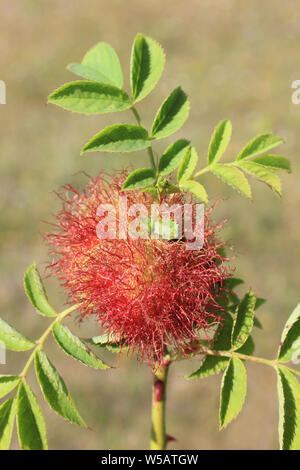 Un Bedeguar fiele (noto anche come Robin's puntaspilli fiele) sul cane rosa (Rosa canina) causata dall'Hymenopteran Gall Wasp Diplolepis rosae Foto Stock