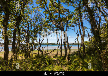 Vista del paesaggio attraverso il canale Fishbourne a Chichester porto vicino Apeldram, West Sussex, Regno Unito Foto Stock