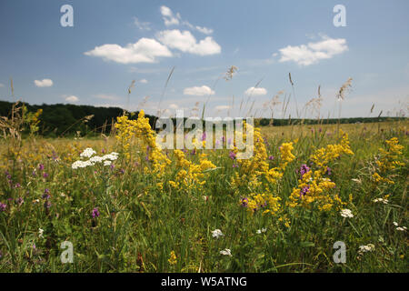 Prato estivo pieno di fiori Foto Stock