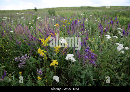 Prato estivo pieno di fiori Foto Stock