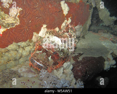 Un scorfani (scorpaena scrofa), arroccato sul fondale sulle rive dell'Arabia Saudita nel Mare Rosso. Foto Stock