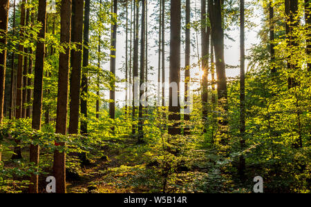 Bosco misto con la Norvegia abeti rossi (Picea abies) ed europea faggio (Fagus sylvatica), retroilluminato, Alta Baviera, Germania, Europa Foto Stock