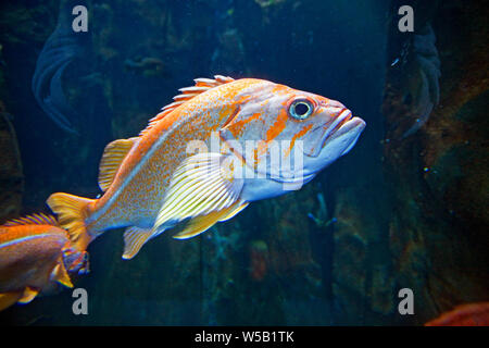 In Canarie il pesce nuotare su una scogliera nel nord dell'Oceano Pacifico, Oregon Coast. Foto Stock