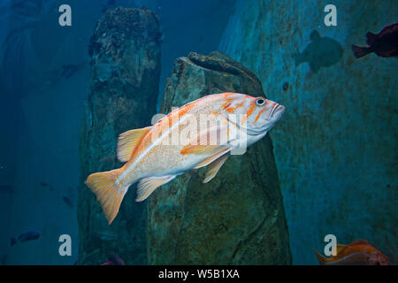 In Canarie il pesce nuotare su una scogliera nel nord dell'Oceano Pacifico, Oregon Coast. Foto Stock