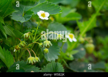 Primo piano di fragole fiori che crescono nel giardino Foto Stock