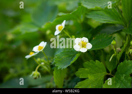 Fragola foglie e fiori Foto Stock