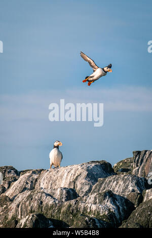 Un puffin sorvolano il loro compagno in cima a una scogliera. Isole farne, Northumberland. Foto Stock