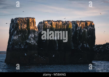 Guillemots e nidificazione kittiwakes al tramonto sulle scogliere delle isole farne, Northumberland. Foto Stock