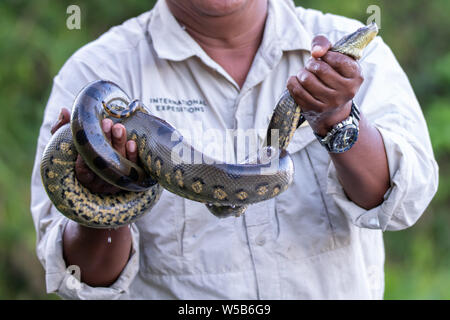 Naturalista con verde Anaconda Snake (Eunectes murinus) nell'Amazzonia peruviana Foto Stock