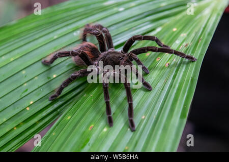 Golia Birdeater (Theraphosa blondi) nella giungla amazzonica del Perù Foto Stock