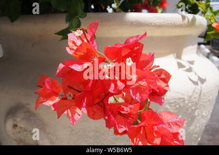 Rosso brillante buganvillee con fiori bianchi dopo un temporale, in un grande bianco in stile greco urna, Anguilla BWI. Foto Stock