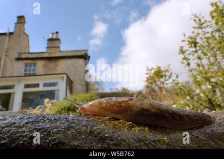 Irlandese slug giallo (Limacus maculatus) strisciando su giardino passi dopo la pioggia con casa in background, Wiltshire, Regno Unito, Aprile. Foto Stock