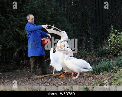 Due grandi bianco / Eastern pellicani bianchi e un americano bianco pelican essendo alimentato con pesce in St.James Park, London, Regno Unito. Foto Stock