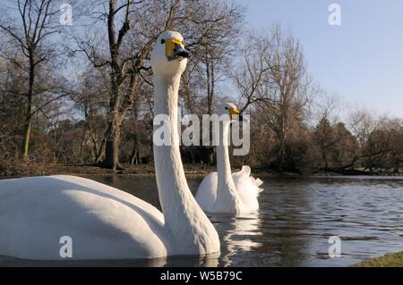 Due cigni Whooper (Cygnus cygnus) nuoto sul lago in barca in inverno il sole, Regent's Park, Londra, UK, Gennaio. Foto Stock