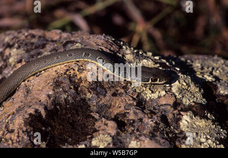 Dahl la frusta snake (Platyceps najadum) Lesbo Grecia Foto Stock