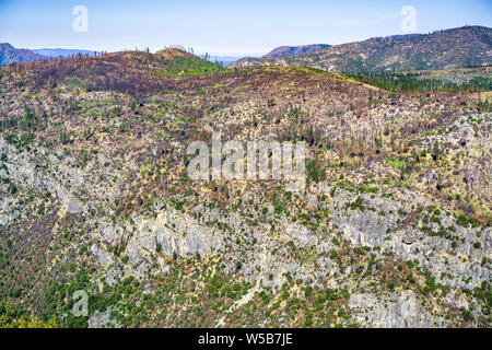 Wildfire danneggiato pendio di montagna che mostra segni di recupero nel Parco Nazionale di Yosemite, Sierra Nevada, in California Foto Stock