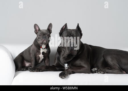 Cane corso italiano e francese bulldog amici su bianco divano in pelle a studio Foto Stock