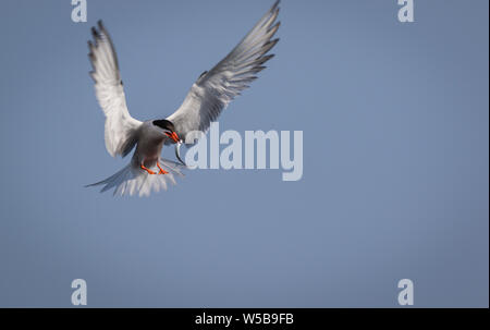 Arctic Tern (sterna paradisaea) battenti con pesce su una mattinata estiva nel Maine Foto Stock