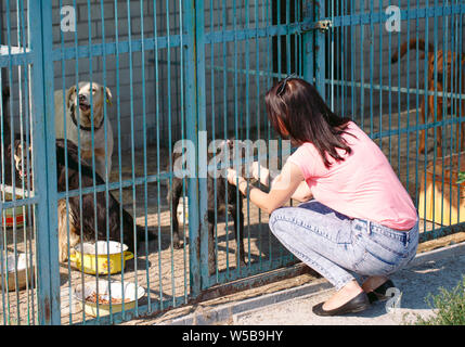 Ragazza volontario nel vivaio per cani. Rifugio per cani randagi. Foto Stock