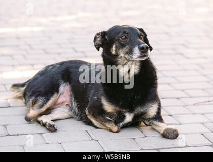 Crippled cane senza tre gambe giacenti sulla strada, Foto Stock
