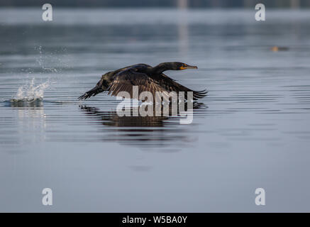 Doppio di cormorani crestato, Phalacrocoracidae, hovering strettamente al di sopra acqua su una mattinata estiva nel Maine Foto Stock