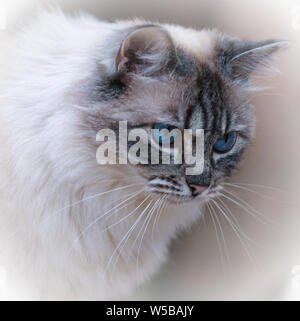 Close-up di un pedigree gatto Ragdoll che mostra la testa e le spalle con intensi occhi blu e tabby pattern faccia con un bianco dal pelo lungo cappotto Foto Stock