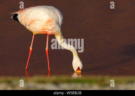 James (flamingo Phoenicoparrus jamesi) è mangiare a Laguna Colorada (rosso) della laguna in Potosi, Bolivia. Sud America. Close-up foto di uccello Foto Stock