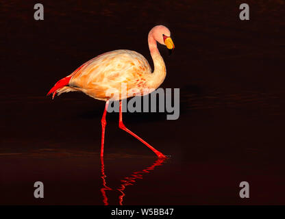 Flamingo solitarie passeggiate al crepuscolo. Laguna Colorada, Potosi. Bolivia. Sud America. Close-up foto di uccello Foto Stock