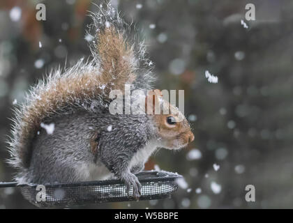 Scoiattolo grigio in seduta il vuoto di uccello sul vassoio di alimentazione nella neve Foto Stock