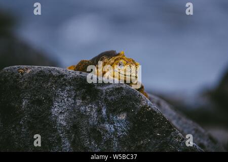 Iguana gialla che cammina su una roccia con sfondo sfocato Foto Stock