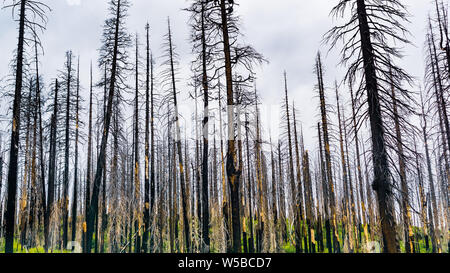 Foresta bruciato come risultato del 2018 Ferguson wildfire nel Parco Nazionale di Yosemite, Sierra Nevada, in California; questo sta diventando un sito comune mi Foto Stock