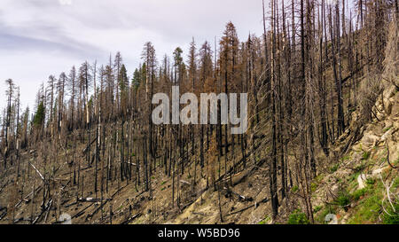 Foresta bruciato come risultato del 2018 Ferguson wildfire nel Parco Nazionale di Yosemite, Sierra Nevada, in California; questo sta diventando un sito comune mi Foto Stock