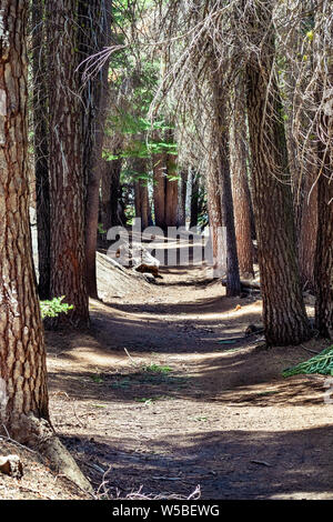 Percorso a piedi attraverso una pineta, del Parco Nazionale Yosemite, Sierra Nevada, in California Foto Stock