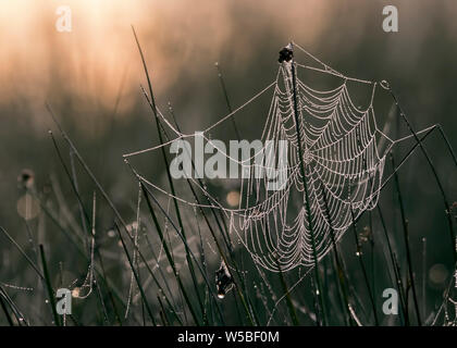 Spider ragnatela in prossimità del suolo e infilate tra l erba del campo coperto in gocce di rugiada con il sorgere del sole in background Foto Stock