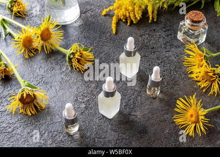 Bottiglie di olio essenziale con fresco Inula helenium e canadese e fiori di oro in background Foto Stock