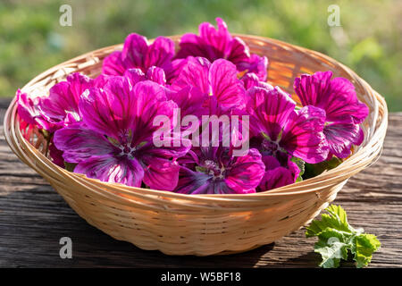 Malva Sylvestris var. mauritiana fiori in un cestello in giardino Foto Stock