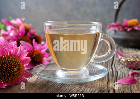 Una tazza di tè alle erbe con freschi Fiori di echinacea Foto Stock