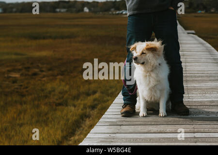 Cute cane seduto tra maschio adulto gambe sul Boardwalk oltre la palude salata Foto Stock