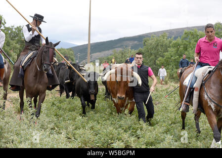 Uomini a cavallo condurre una mandria di vacche e di buoi durante il festival.il villaggio di Noviercas, Soria provincia, nel nord della Spagna, celebra il bestiame festival transumanza in difesa dell' antico pascolo e di promuovere la conservazione del "cañadas' (antichi sentieri per la transumanza). Il numero di mandrie di vacche e di buoi in questa provincia spagnola sono diminuiti tra il 90 e il 95% negli ultimi decenni a causa di età avanzata dei pastori e allevatori, lo spopolamento e gli alti costi di produzione. La transumanza di bestiame è una tradizione millenaria per i pastori di trovare migliori condizioni atmosferiche Foto Stock