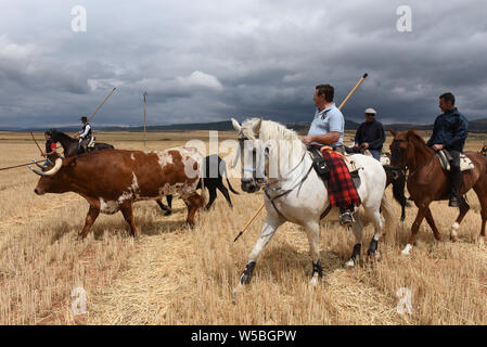 Gli uomini cavalcare cavalli prima di una mandria di vacche e di buoi durante il festival.il villaggio di Noviercas, Soria provincia, nel nord della Spagna, celebra il bestiame festival transumanza in difesa dell' antico pascolo e di promuovere la conservazione del "cañadas' (antichi sentieri per la transumanza). Il numero di mandrie di vacche e di buoi in questa provincia spagnola sono diminuiti tra il 90 e il 95% negli ultimi decenni a causa di età avanzata dei pastori e allevatori, lo spopolamento e gli alti costi di produzione. La transumanza di bestiame è una tradizione millenaria per i pastori di trovare migliori condizioni atmosferiche Foto Stock