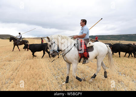 Uomini a cavallo condurre una mandria di vacche e di buoi durante il festival.il villaggio di Noviercas, Soria provincia, nel nord della Spagna, celebra il bestiame festival transumanza in difesa dell' antico pascolo e di promuovere la conservazione del "cañadas' (antichi sentieri per la transumanza). Il numero di mandrie di vacche e di buoi in questa provincia spagnola sono diminuiti tra il 90 e il 95% negli ultimi decenni a causa di età avanzata dei pastori e allevatori, lo spopolamento e gli alti costi di produzione. La transumanza di bestiame è una tradizione millenaria per i pastori di trovare migliori condizioni atmosferiche Foto Stock