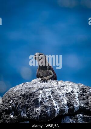 Scatto verticale di iguana marina in piedi su una roccia con uno sfondo sfocato Foto Stock