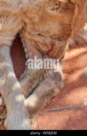 Le gambe del cane con pelle rossa. Allergia animale tema Foto Stock