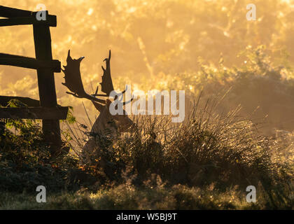 Silhouette di un cervo appoggiata da una recinzione in alba la nebbia quando il sole sorge in Glenfield Lodge Park, Leicestershire Foto Stock