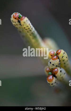 Redheaded sawfly larve divorano gli aghi sempreverdi. Foto Stock